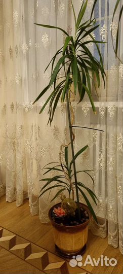 Драцена маргината пальма