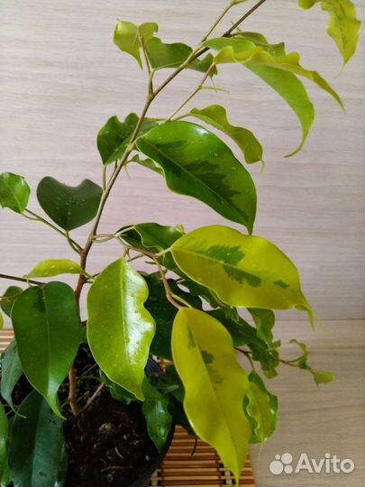 Фикус Бенджамина