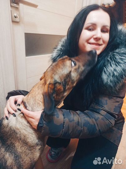 Собака Лада в добрые руки