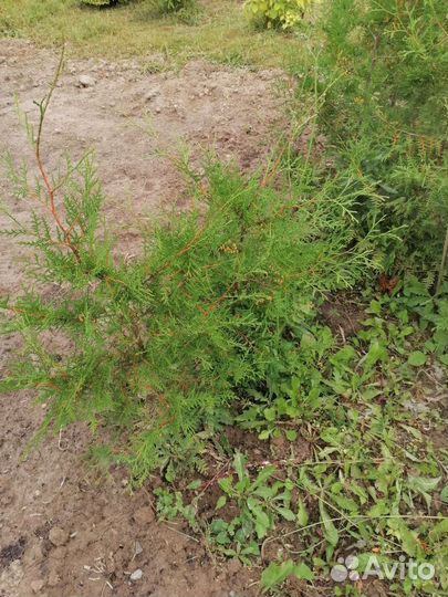 Туя западная брабант