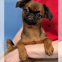 Пти-брабансон, щенок