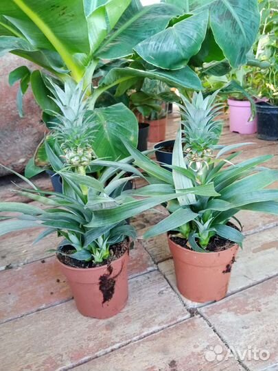 Банан, пальма, замиокулькас чёрный