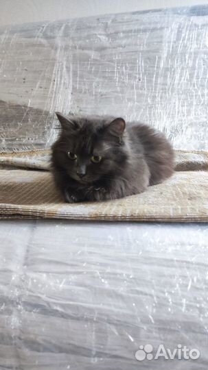 Кошка Нибелунг в дар