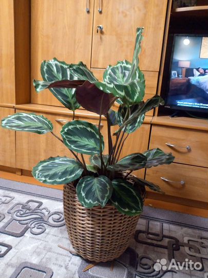 Кашпо для цветов