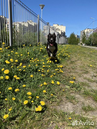 Парень питбуля ждет невесту