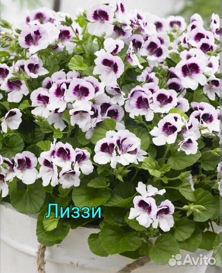 Пеларгонии Ангелы