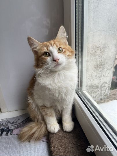 Котенок в добрые руки
