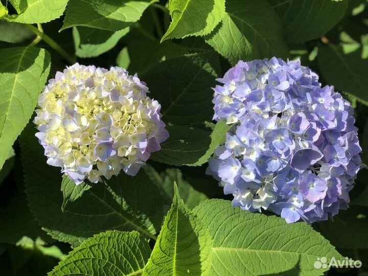 Гортензия широколистная