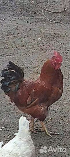 Петух, Индюки