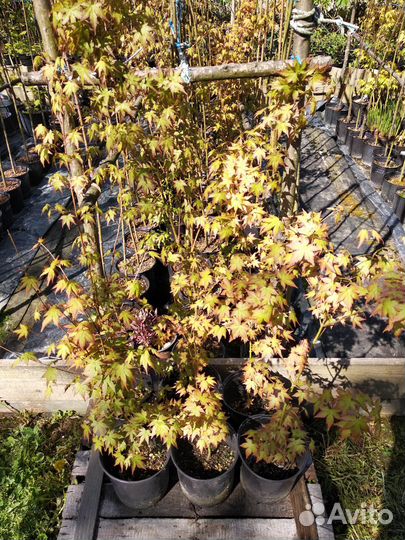 Клен веерный