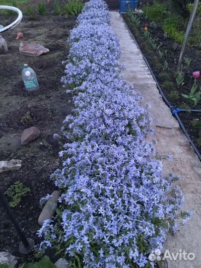 Многолетние цветы