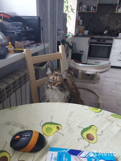 Кошка мейкун бесплатно