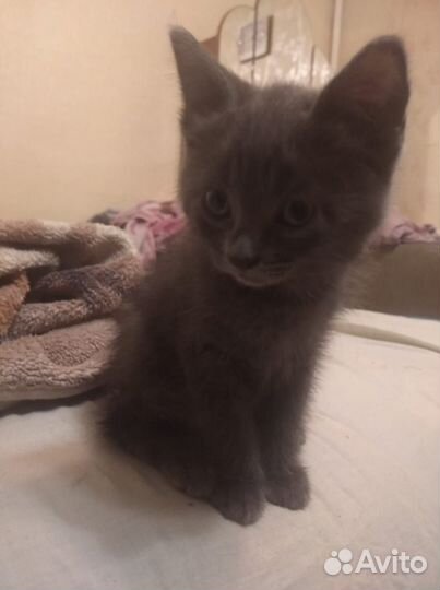 Отдам в добрые руки