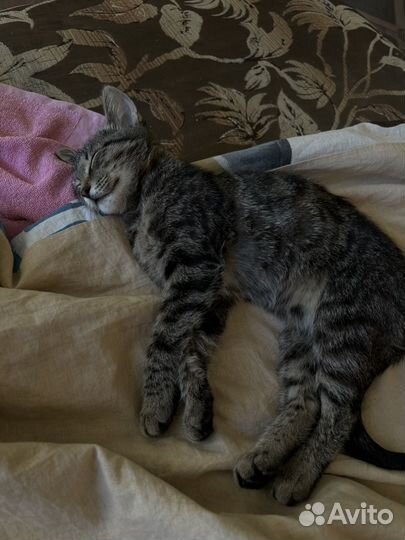 Котята в добрые руки бесплатно