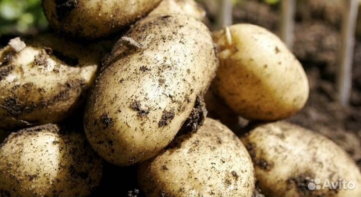 Картофель крупный отборный