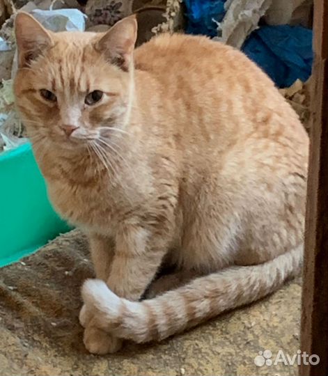 Кошки в добрые руки