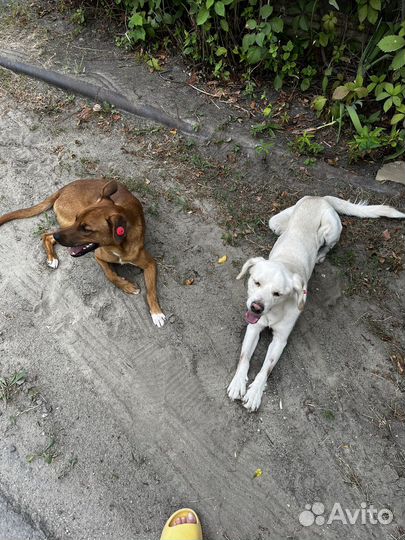 Собака в добрые руки