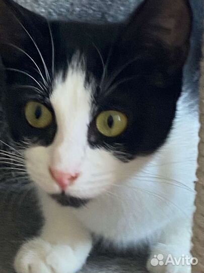 Стерелизованная котёнок девочка в дар 6 мес