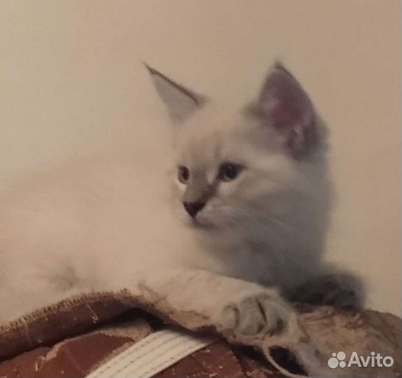 Невский маскарадный кот