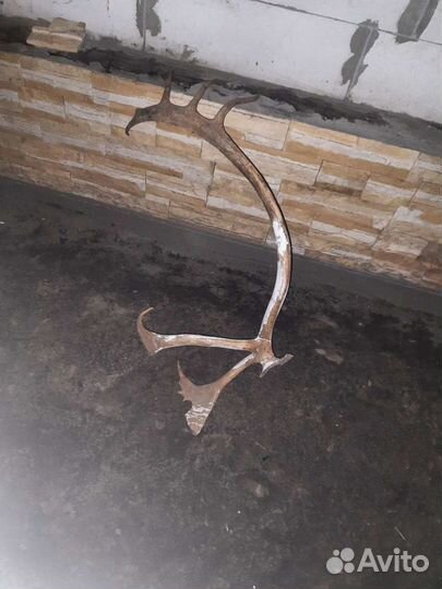 Продам рога оленя