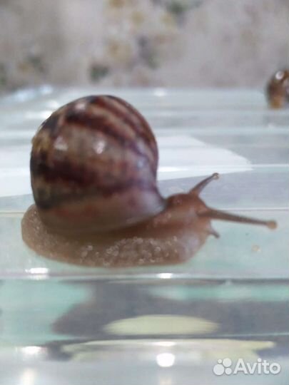 Улитки Ахатины