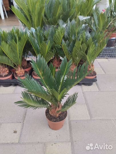 Пальма цикас