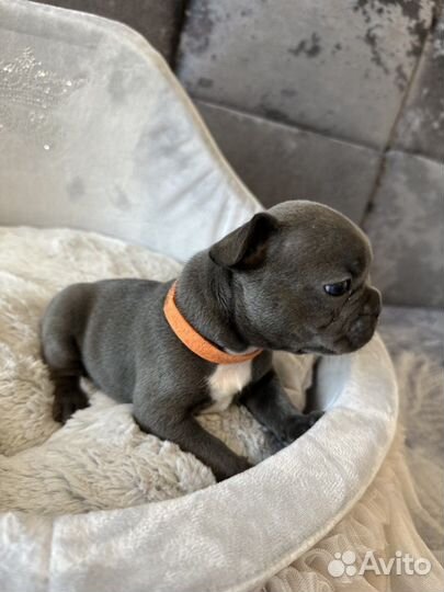 Голубой Французский бульдог мальчик