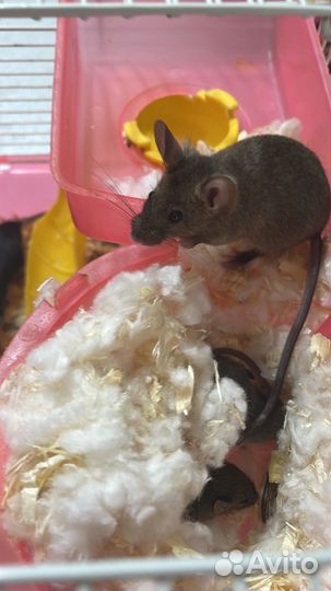 Декоративные мышки