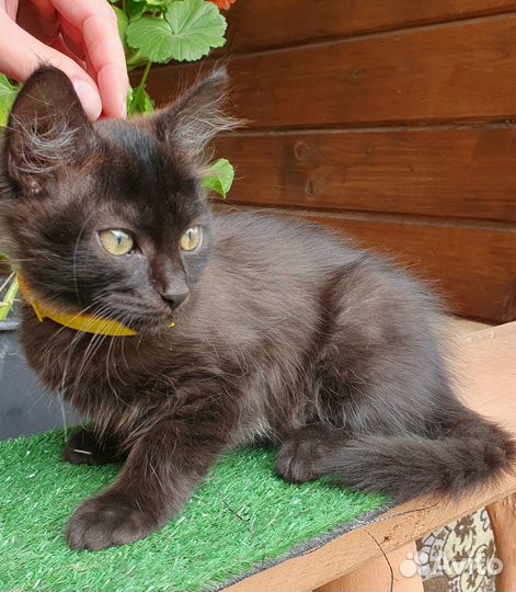 Отдаю котенка