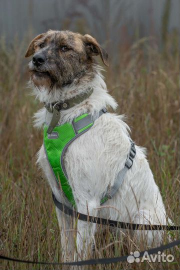 Молодой ласковый пёс в поисках дома