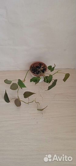 Филодендрон, Сансеиверия