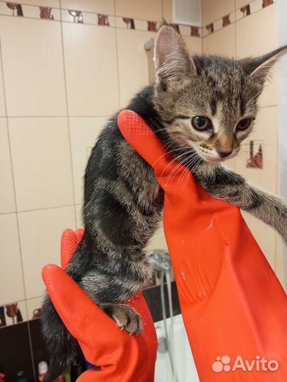 Кошка в дар бесплатно