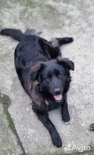Собака в добрые руки отдам бесплатно