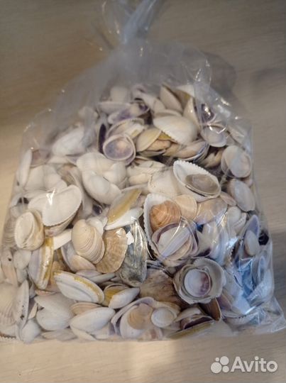 Ракушки морские