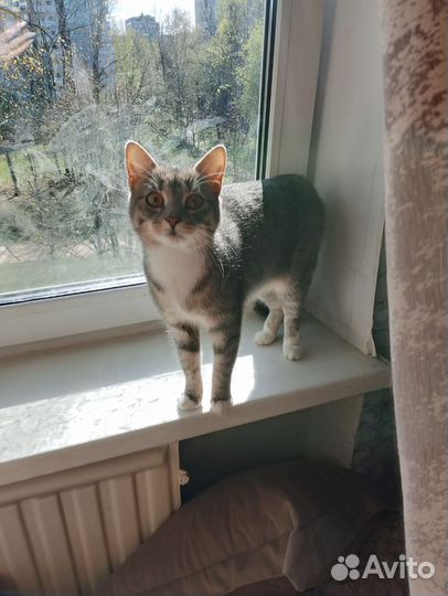 Передержка кошек