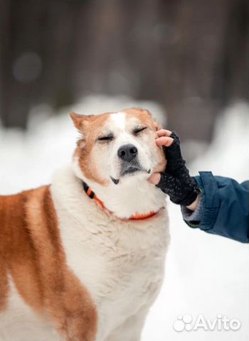 Собака в дар. Ищет дом Герда