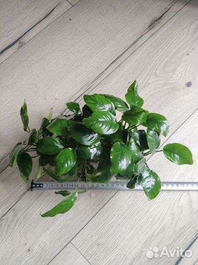 Аквариумные растения