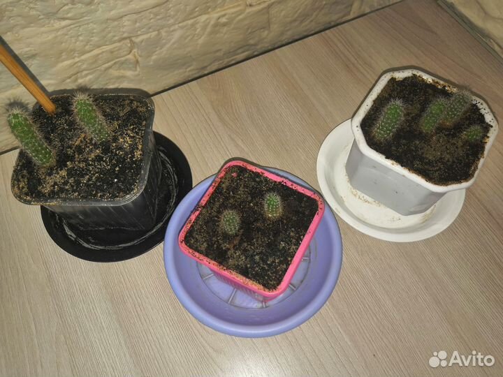 Кактусы редкие