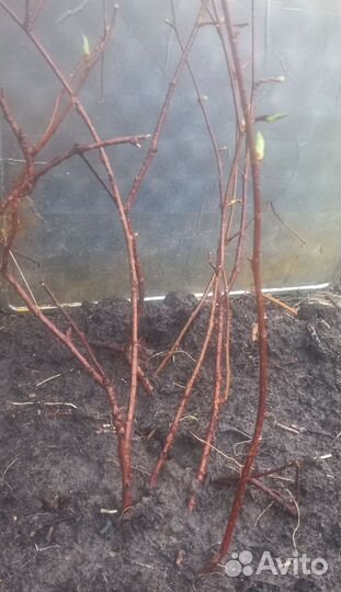 Лимонник китайский, примула, колокольчик и др