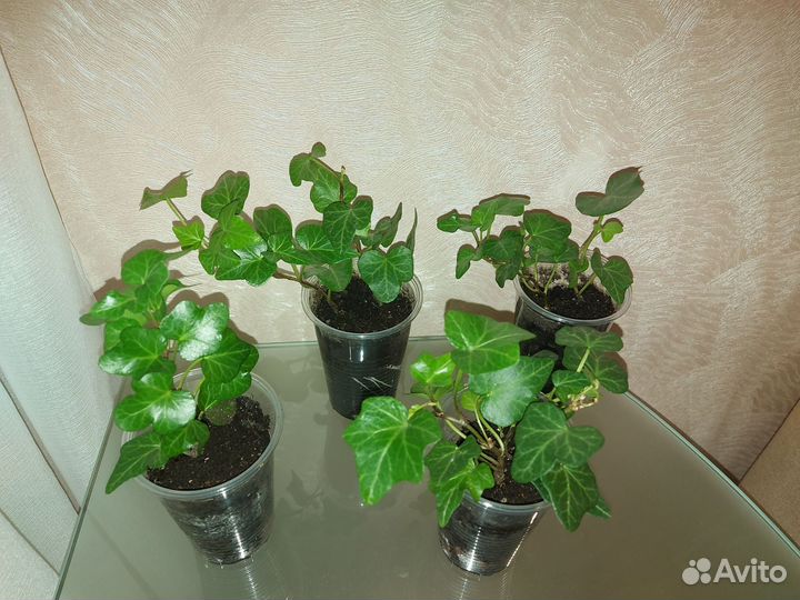 Комнатные растения