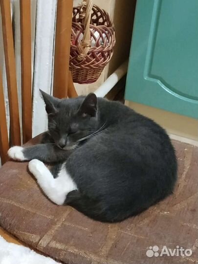 Прекрасная девочка котёнок ищет дом