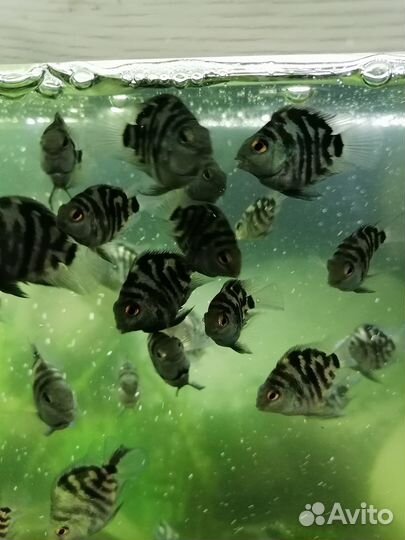 Сапфировый попугай