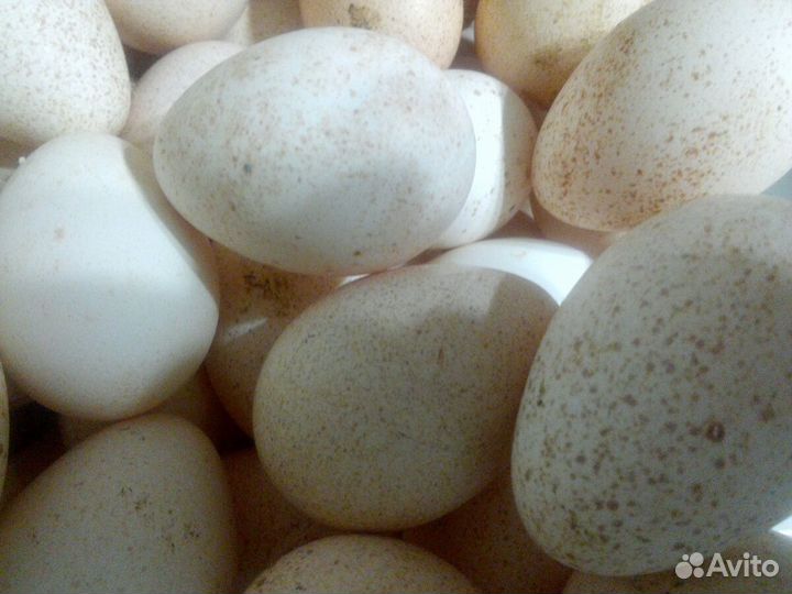 Инкубационное яйцо индейки