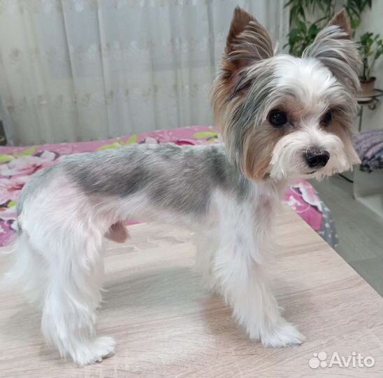 Стрижка собак/кошек, груминг