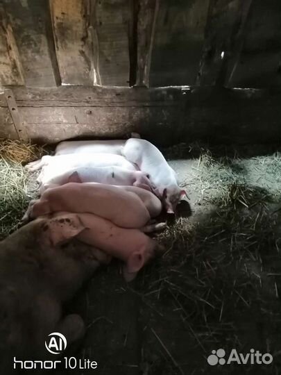 Поросята, 1,5мес
