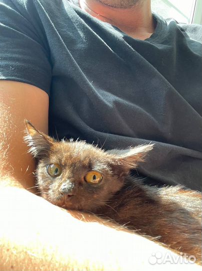 Отдам кошку в добрые руки