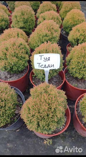 Туя шаровидная: Даника, Мириам, Тедди, Тини Тим