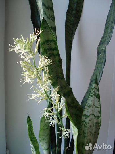 Сансевьерия (Щучий хвост)