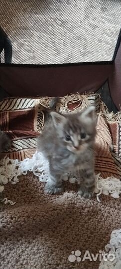 Котята мейн-кун