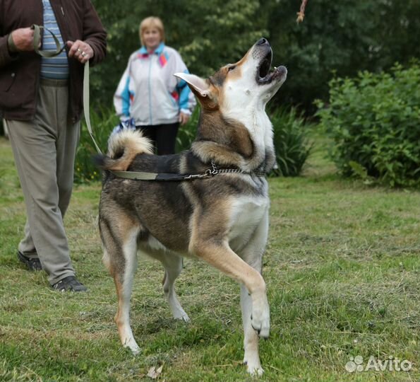 Гошке очень нужен дом
